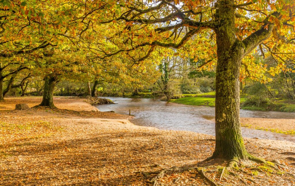 Fresh air in the New Forest, River running past tees in Autumn