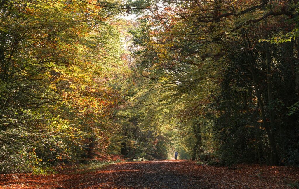 Woodford, E18 & IG8, Nearby Epping Forest