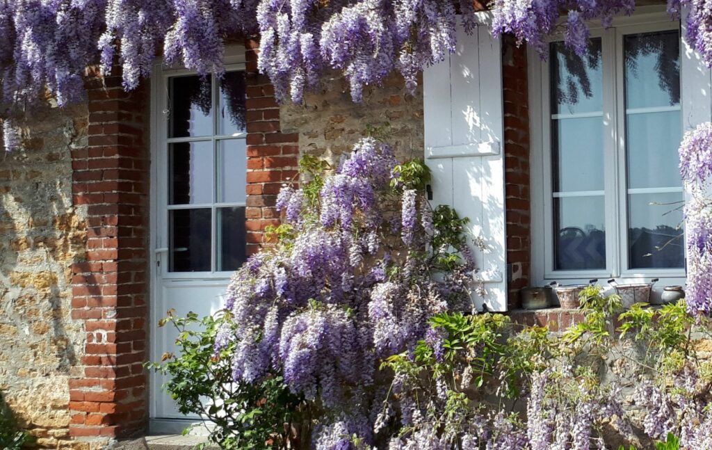 Inherited Property, House front covered with Wisteria