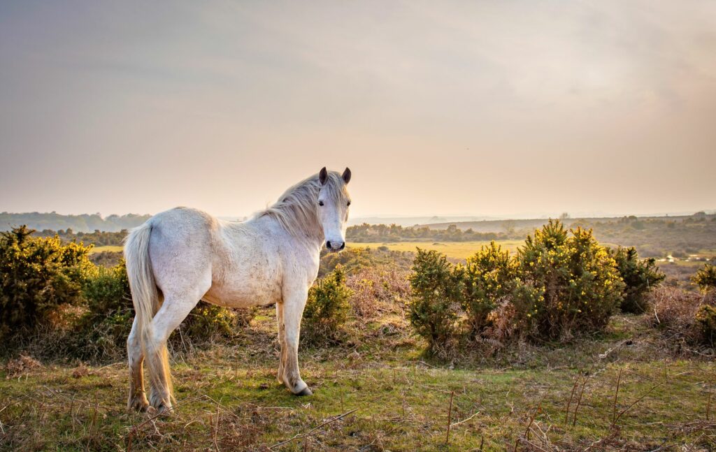 Where to live in the New Forest